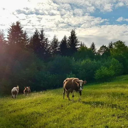 Owczarzowka *